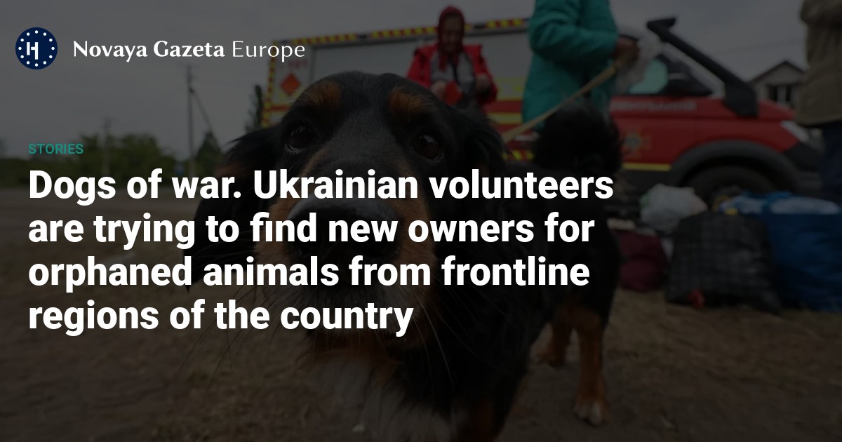 Dogs of war. Ukrainian volunteers are trying to find new owners for orphaned animals from frontline regions of the country