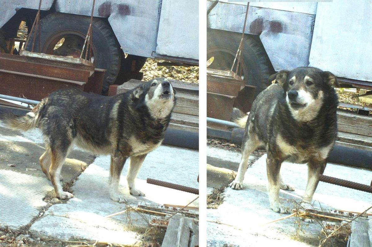 Волча, собака журналиста Игоря Кузнецова, оказавшаяся на стройке после ареста. Фото предоставлено друзьями журналиста