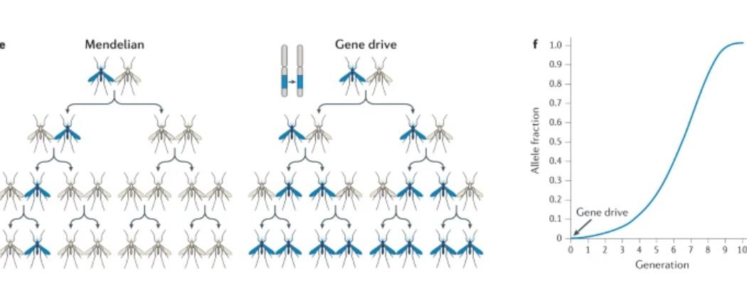 Изменение генома с помощью CRISPR на примере комаров. Иллюстрация: nature.com