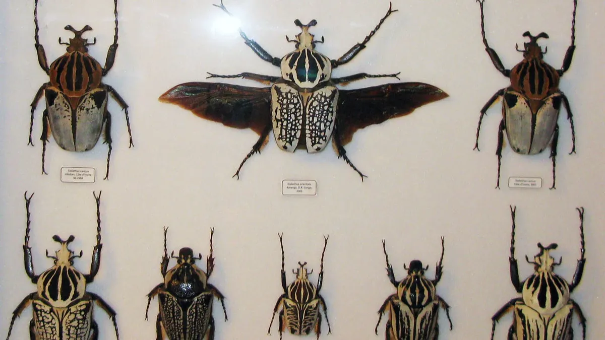 Чем школьникам советуют заняться вместо изучения иностранных языков? 