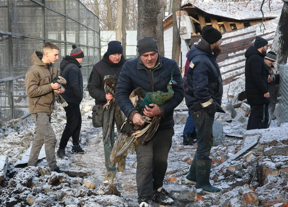 Staff members remove birds from a damaged aviary at the Feldman EcoPark in Kharkiv following a Russian glide bomb strike, 1 January 2026. Photo: EPA / SERGEY KOZLOV