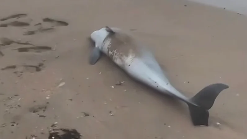 Изображение материала