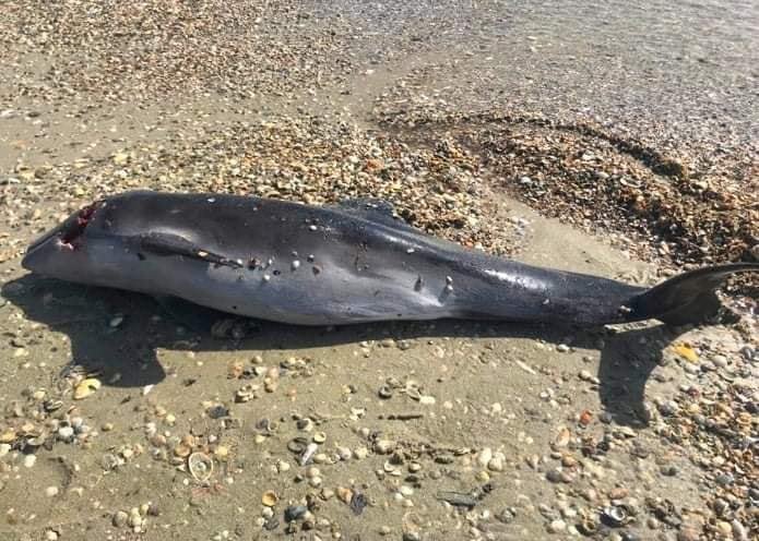 Мертвый дельфин на побережье Черного моря в Украине. Фото: соцсети
