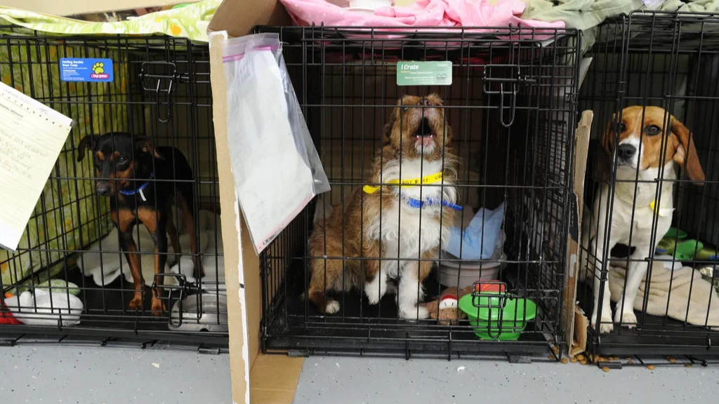 Власти Тывы приняли закон об эвтаназии бездомных животных