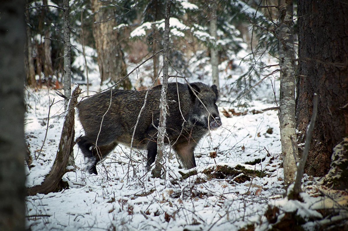 Wild boar, primary prey for tigers, especially younger ones and females with cubs, has now virtually become extinct in the Ussuri taiga. In the valley of the Durmin River, Khabarovsk region. November 2006. Photo by Sergey Kolchin
