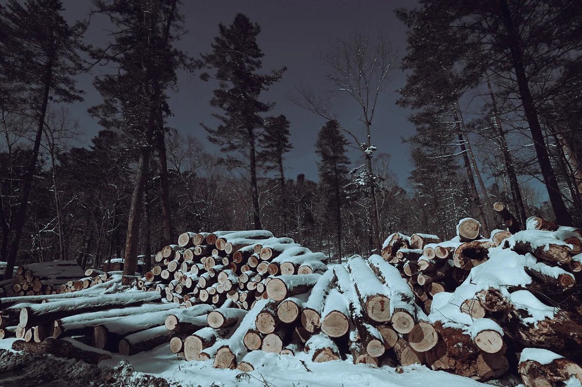 Logging at Birsky Reserve, Khabarovsk region. February 2022. Photo by Sergey Kolchin