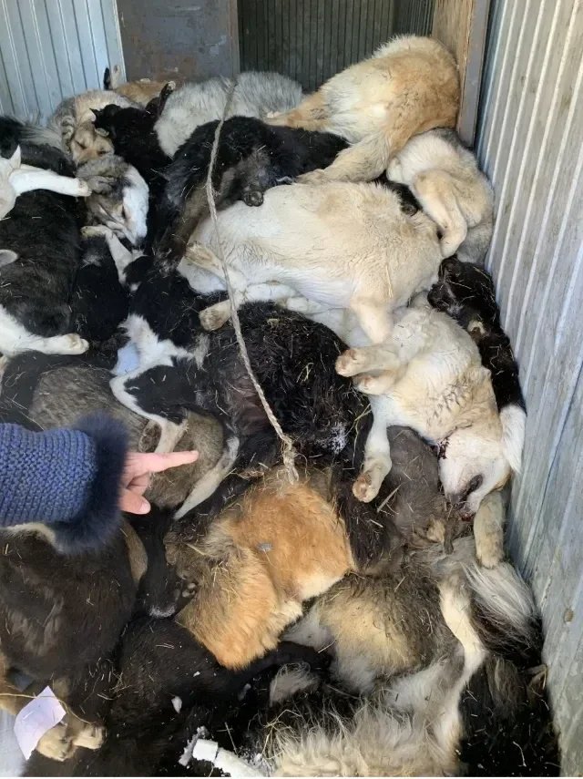 Corpses of animals in Yakutsk’s city shelter. Photo: social media