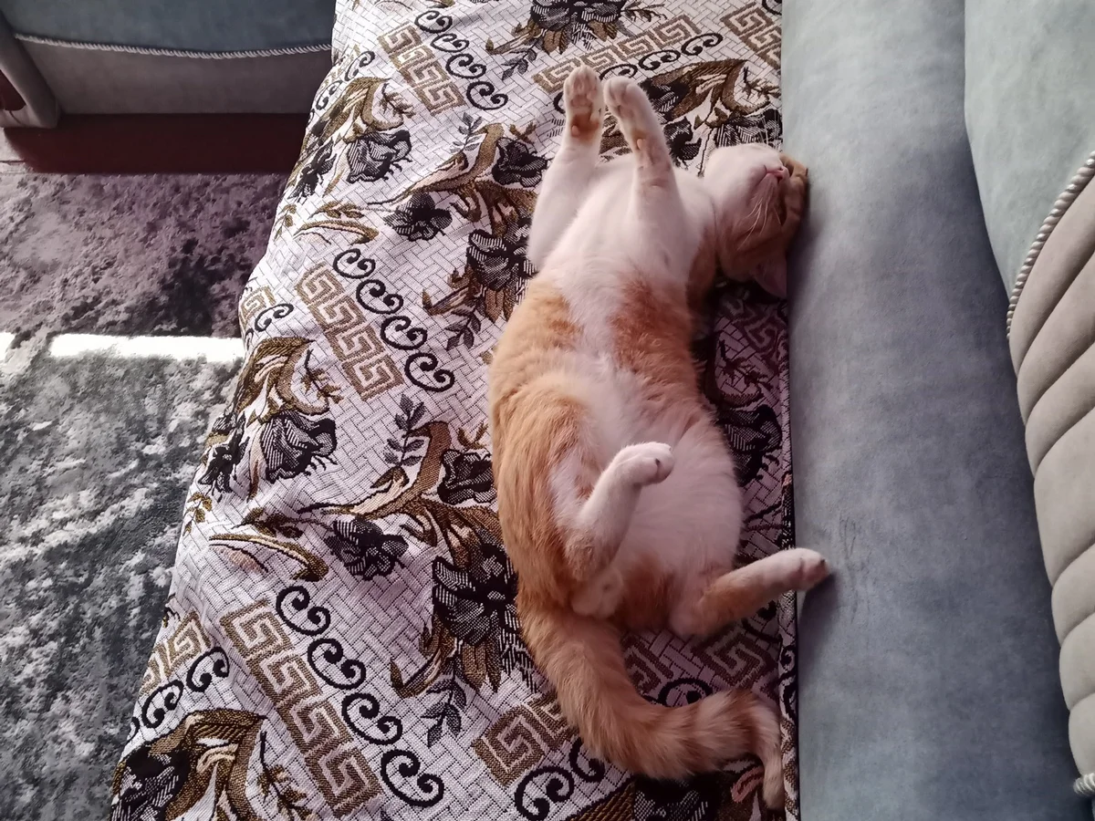 Кот Мишко дома у матери Станислава. Фото из архива семьи Панченко