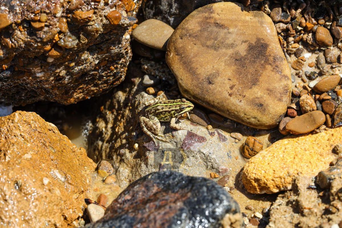 Из мусора на горячий песок в поисках спасения выпрыгивают жабы и мыши. Фото:  Telegram