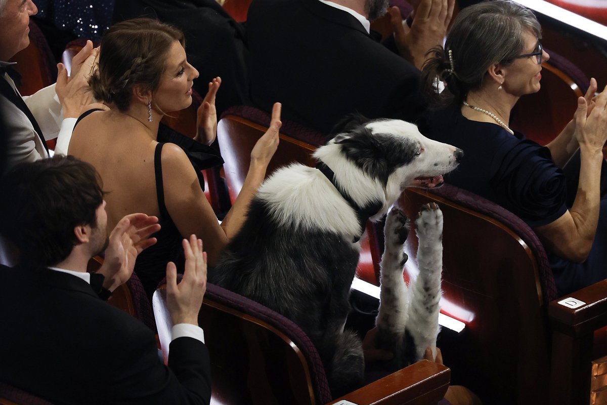 Член съемочной группы держит фальшивые собачьи лапы, чтобы создать впечатление, что Месси (бордер-колли), сыгравший роль Снупа в номинированном на «Оскар» фильме «Анатомия падения», аплодирует, Лос-Анджелес, США, 10 марта 2024 года. Фото: Caroline Brehman / EPA-EFE