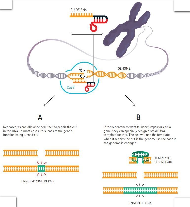 Механизм работы «генетических ножниц». Иллюстрация: nobelprize.org