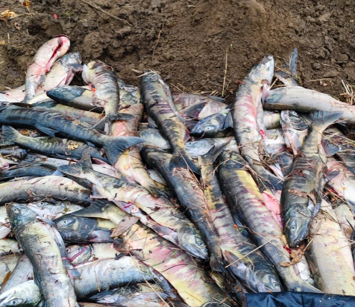 Убитая браконьерами рыба. Фото предоставлено Приморрыбводом