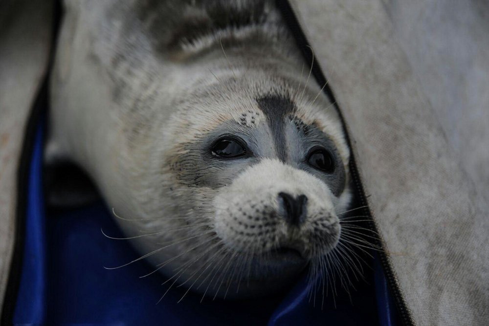 A Caspian seal. Photo: Mehr News Agency.