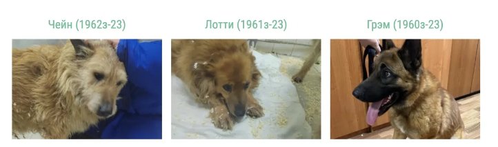 Cheyne / Lotti / Graham. Photos of caught dogs on a Moscow shelter website. Screenshot
