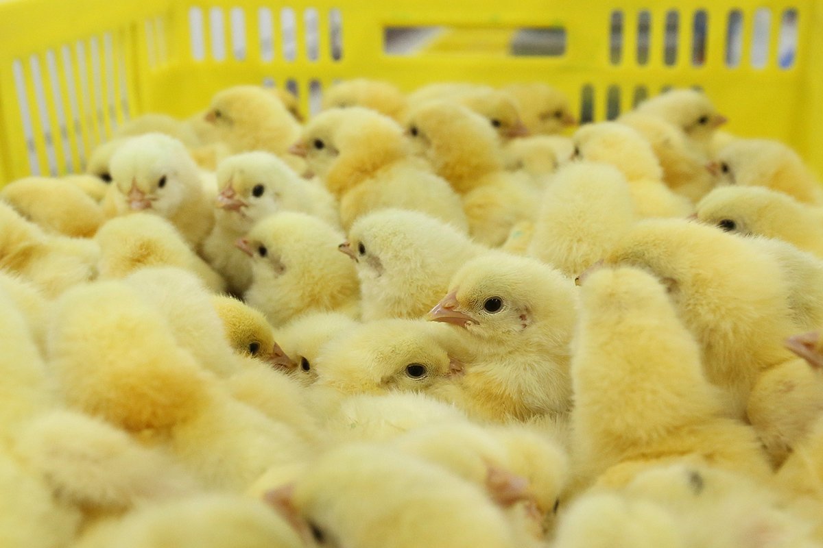 Цыплята на птицефабрике в Набережных Челнах. Фото: Андрей Рудаков / Bloomberg / Getty Images