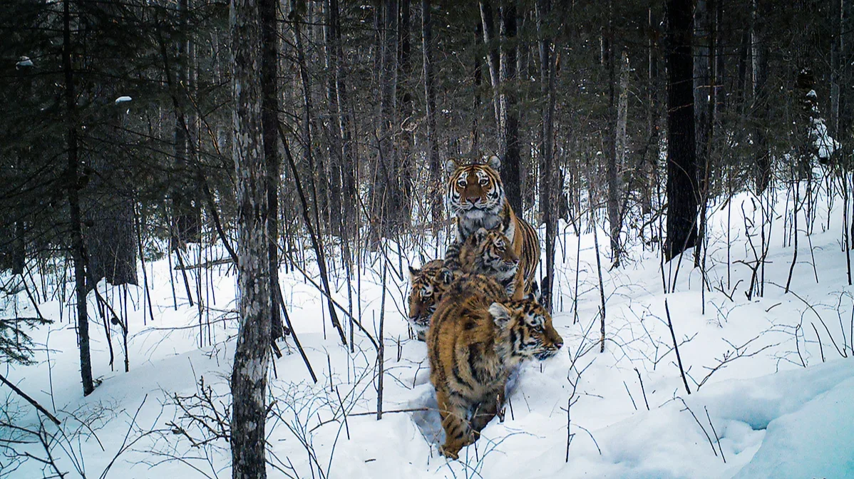 Alarm in Russia’s Far East as third person killed by Siberian Tiger this winter