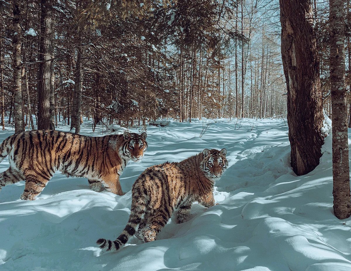 A tigress with a six-month-old cub. Birsky Reserve, Khabarovsk region. January 2022. Photo by Sascha Fonseca