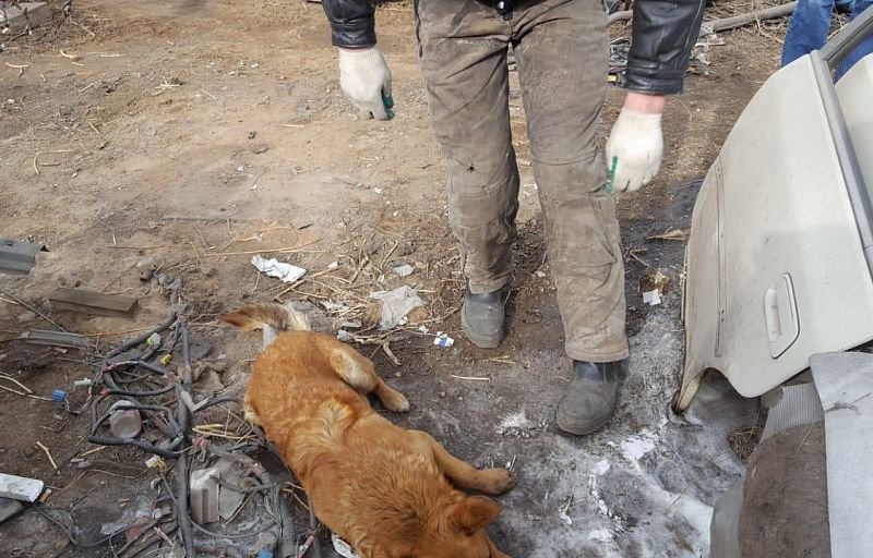 Изображение собаки, которая, как утверждается, была застрелена дротиком. Фото: соцсети