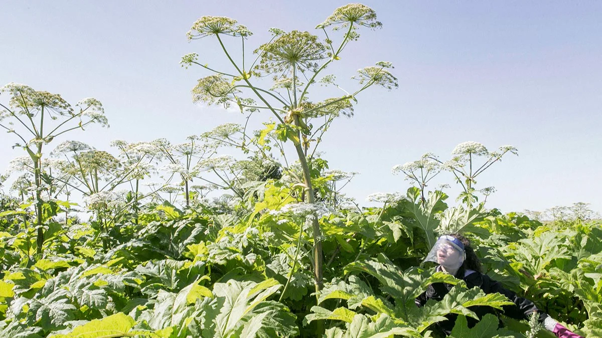 Госдума обязала владельцев земельных участков бороться с борщевиком. В противном случае у них могут изъять землю