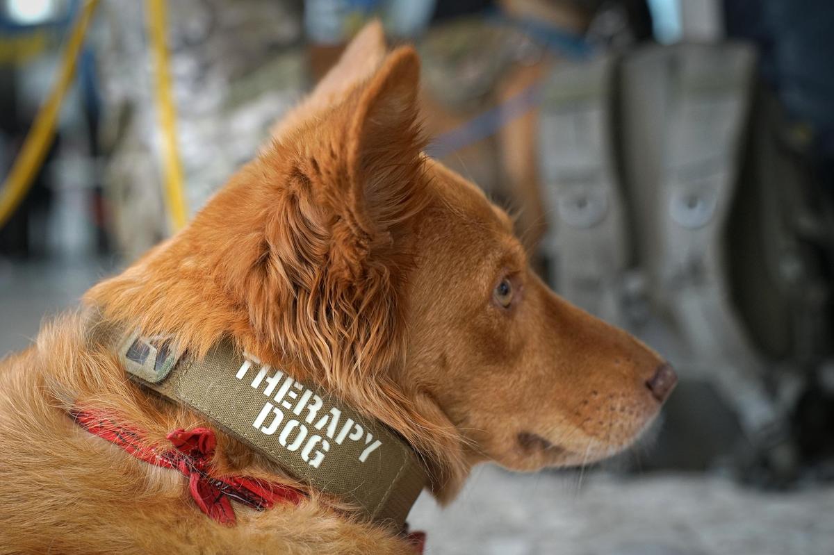 Поля — первая в Украине полицейская собака эмоциональной поддержки. Фото: Иван Черничкин / Заборона