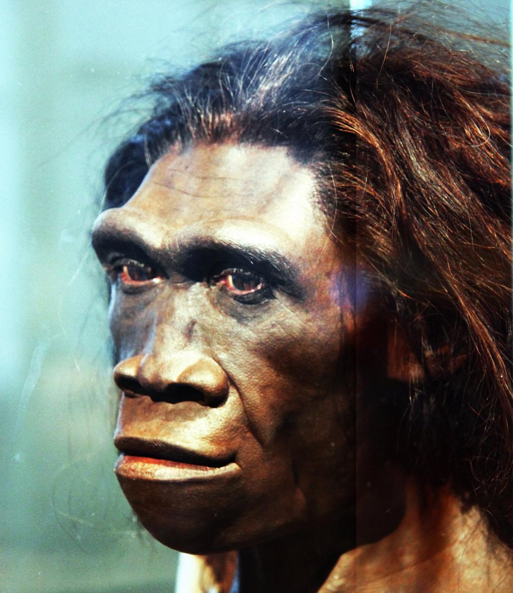 Реконструкция Homo erectus. Фото: Wikimedia Commons