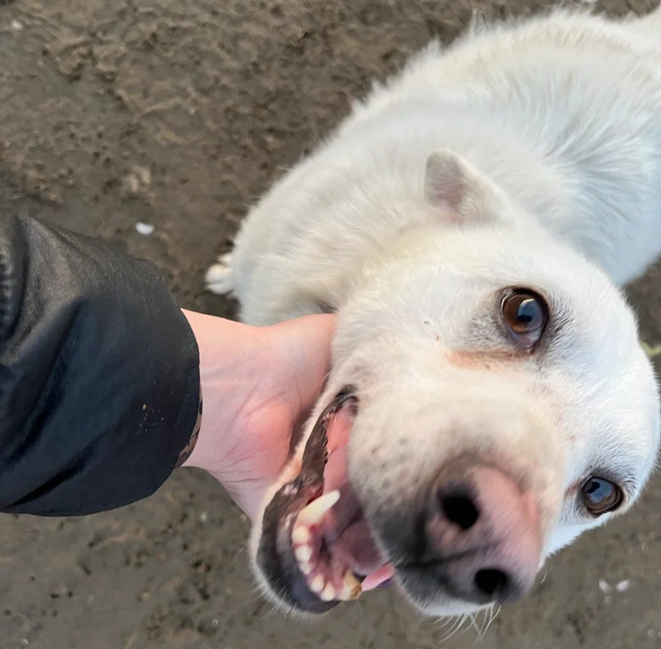Bely, Shaman Gabyshev’s dog. Photo: Victoria Postnikova