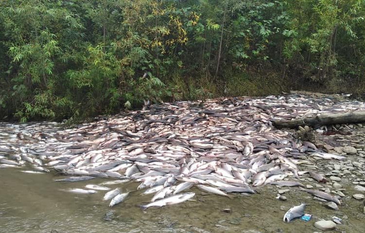 Уничтоженная браконьерами горбуша в реке Лазовая на Сахалине. Фото: «Экологическая вахта Сахалина»