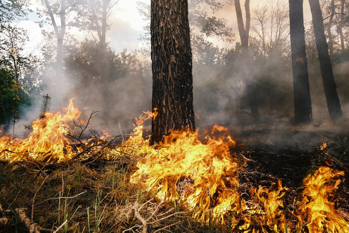 Пожар в лесу после обстрела на окраине Волчанска, Харьковская область, Украина, 12 мая 2024 года. Фото: Георгий Иванченко / EPA-EFE
