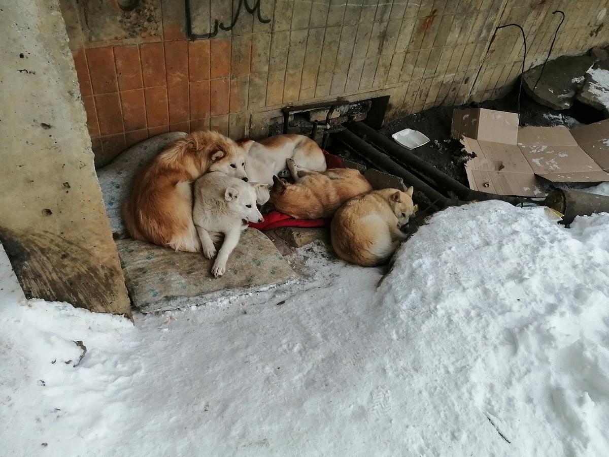 Бездомные собаки в городе Куса Челябинской области. Фото: VK