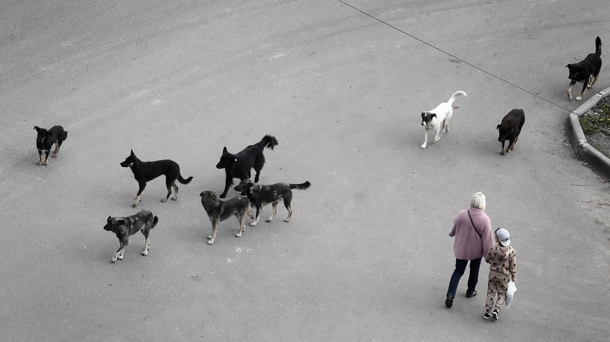 The plight of stray dogs in Russia