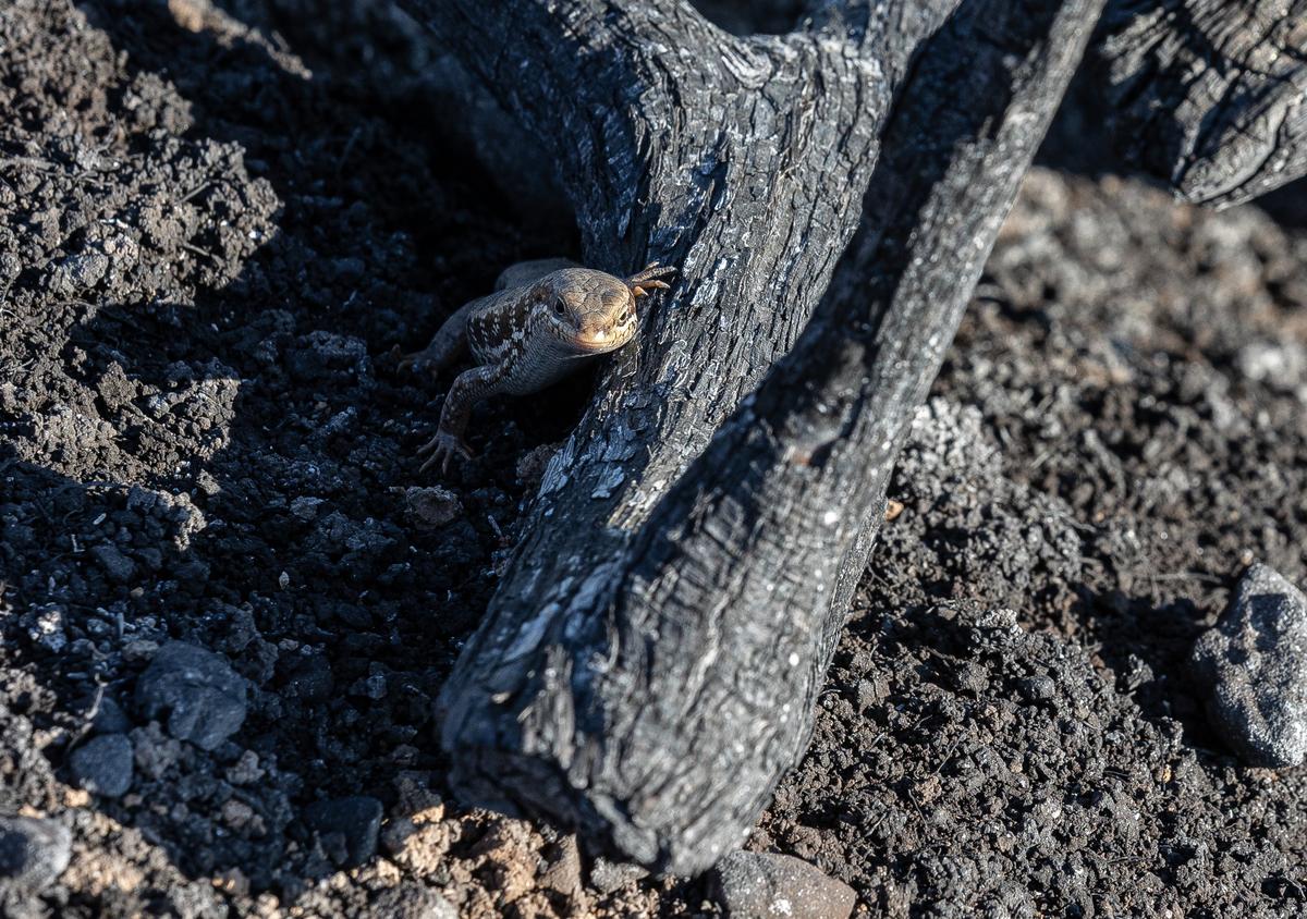 Ящерица в пострадавшем от пожаров лесу возле деревни. Фото: Василий Крестьянинов / специально для «Новой газеты Европа»
