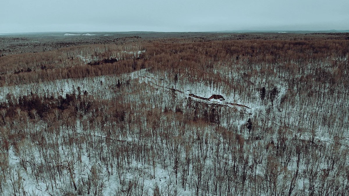 Secondary plantations of aspen and birch formed instead of mixed cedar and broadleaf forests after felling have low food and protective value for most of the taiga inhabitants. The valley of the Durmin River, Khabarovsk region. March 2022. Photo by Sergey Kolchin