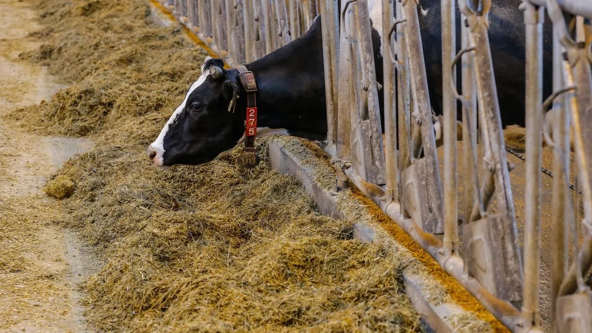 Новосибирских коров сжигали заживо — «Такие дела»