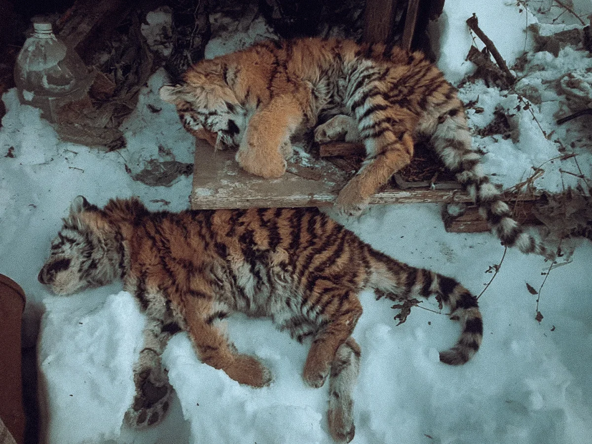 Russian tiger fights for life after frostbite