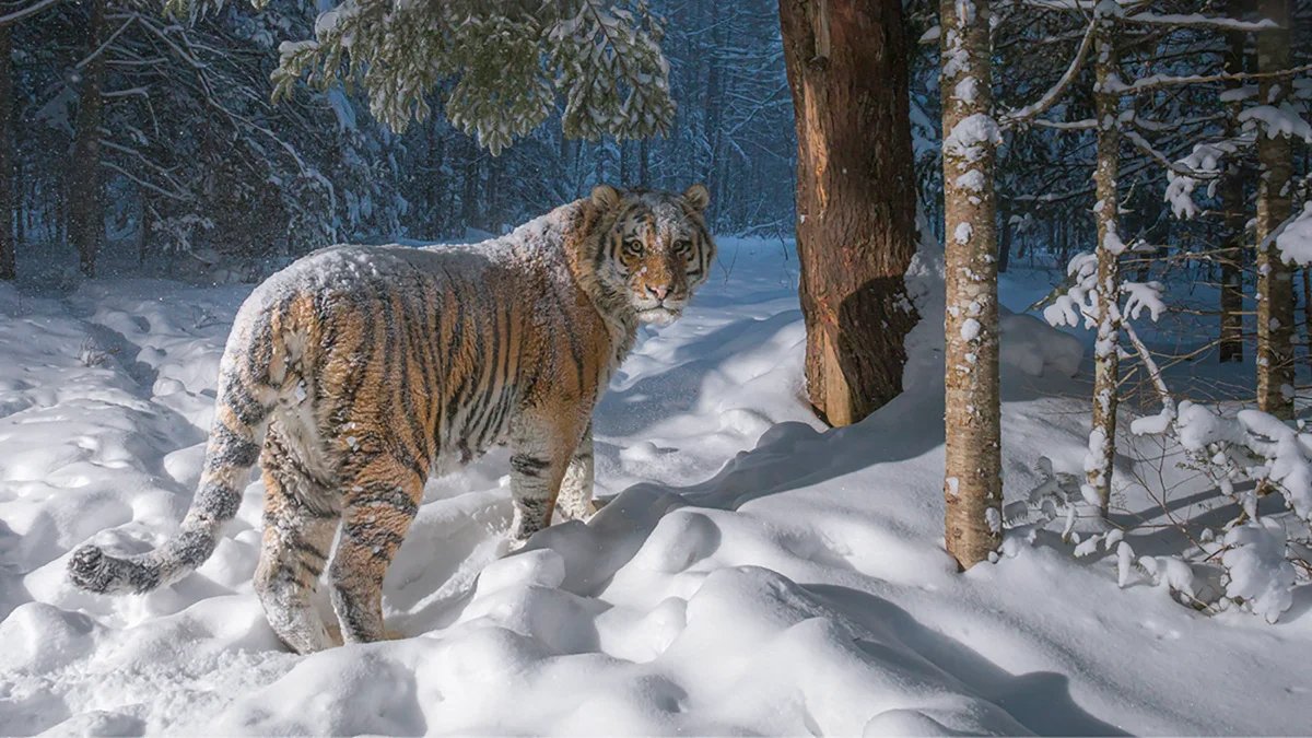 Male tiger near a scent-marking tree. Birsky Reserve, Khabarovsk region. December 2021. Photo by Sascha Fonseca
