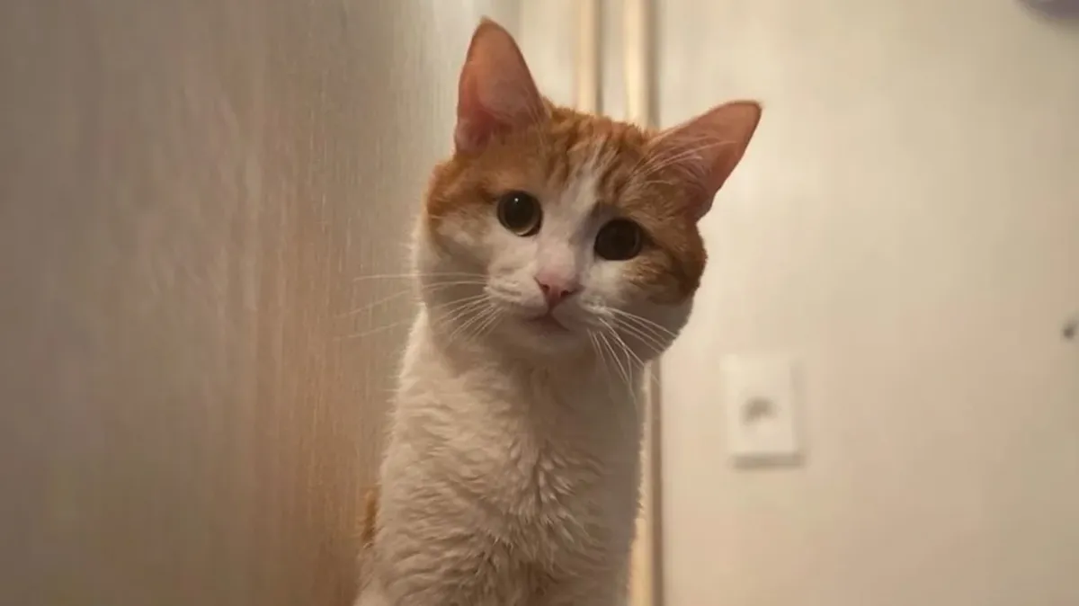 Изображение материала