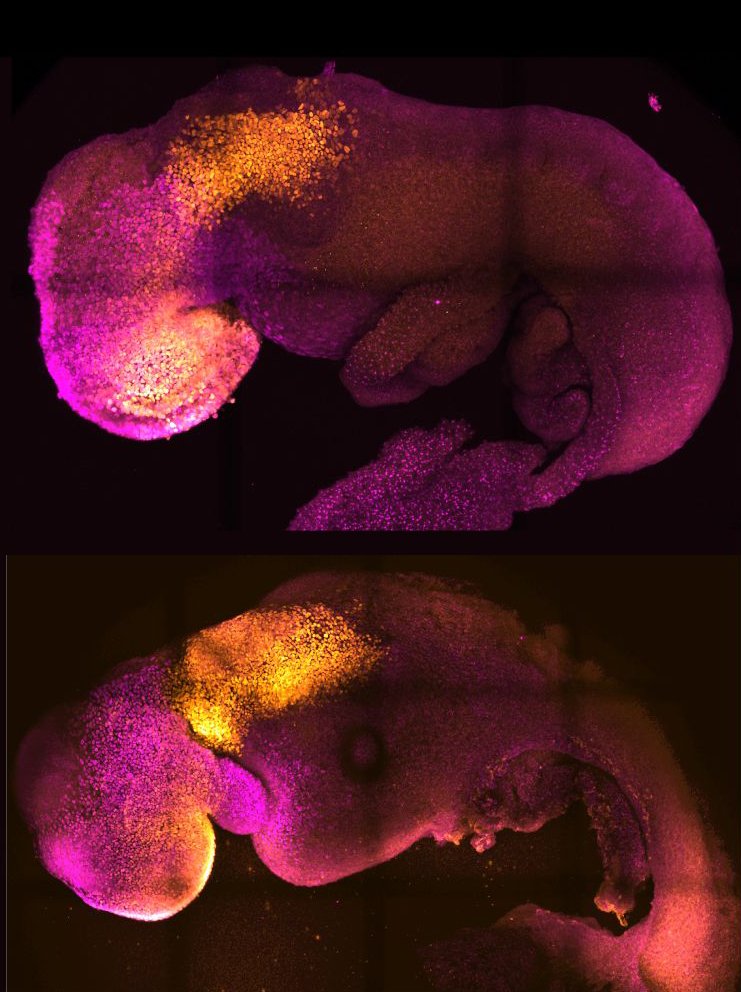 Природные (вверху) и синтетические (внизу) эмбрионы рядом друг с другом, чтобы показать сопоставимое формирование мозга и сердца. Иллюстрация: Amadei and Handford