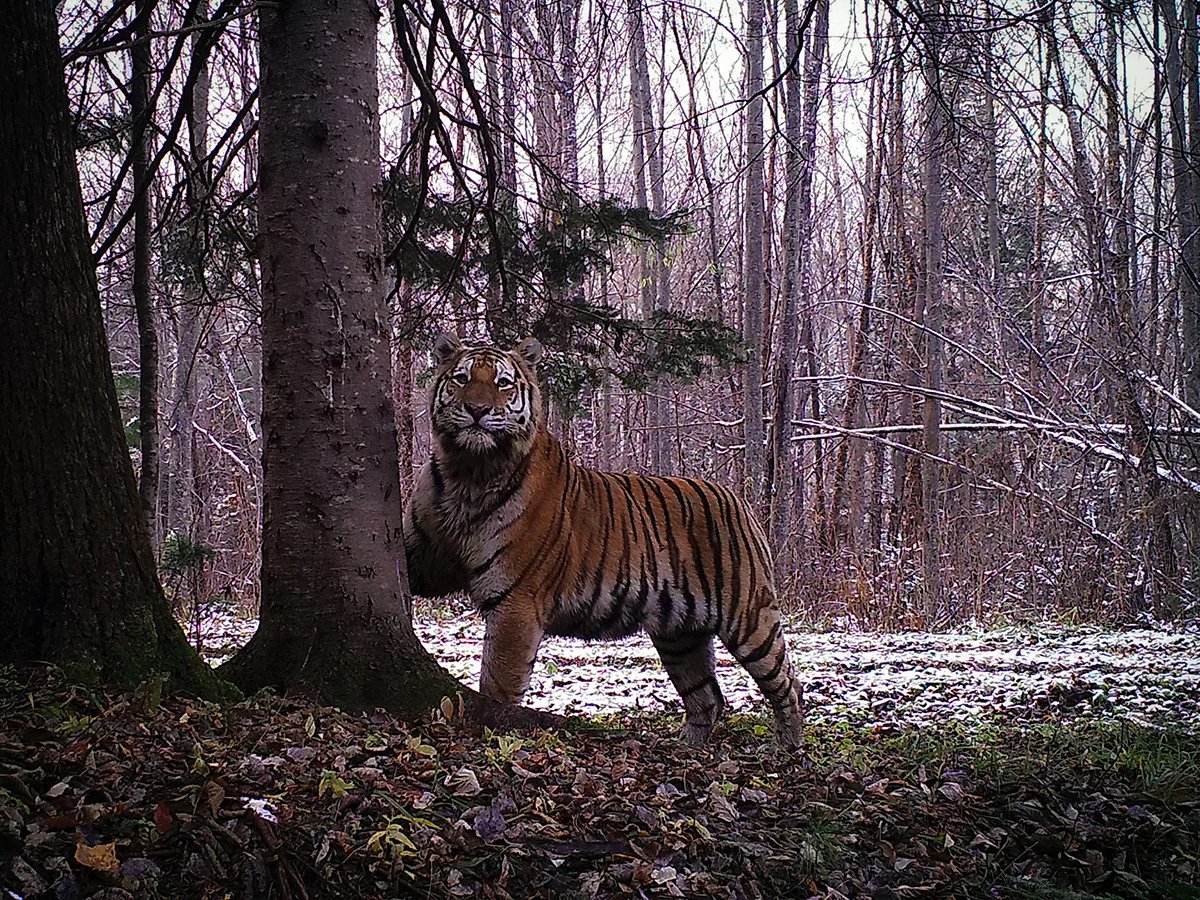 Tiger whom hunters nicknamed Ochkarik (Four-Eyes) for the ornament near his tail head resembling spectacles. The valley of the Durmin River, Khabarovsk region. October 2017. Photo by Alexander Batalov