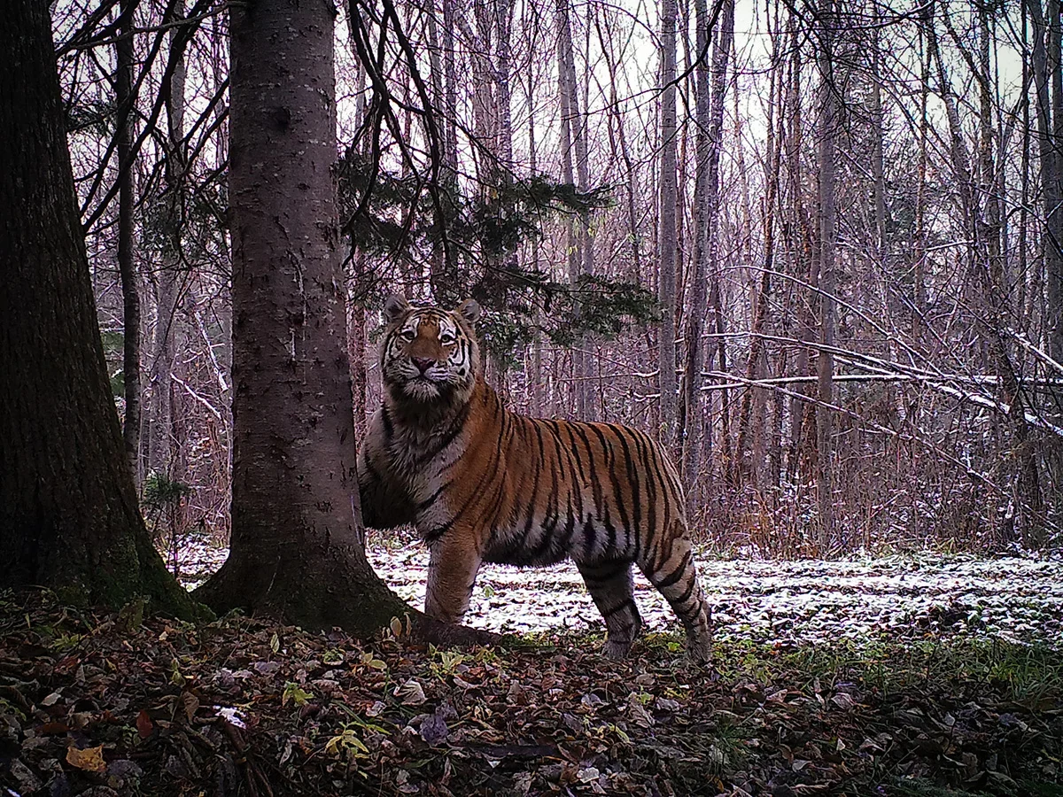 Russian tiger fights for life after frostbite