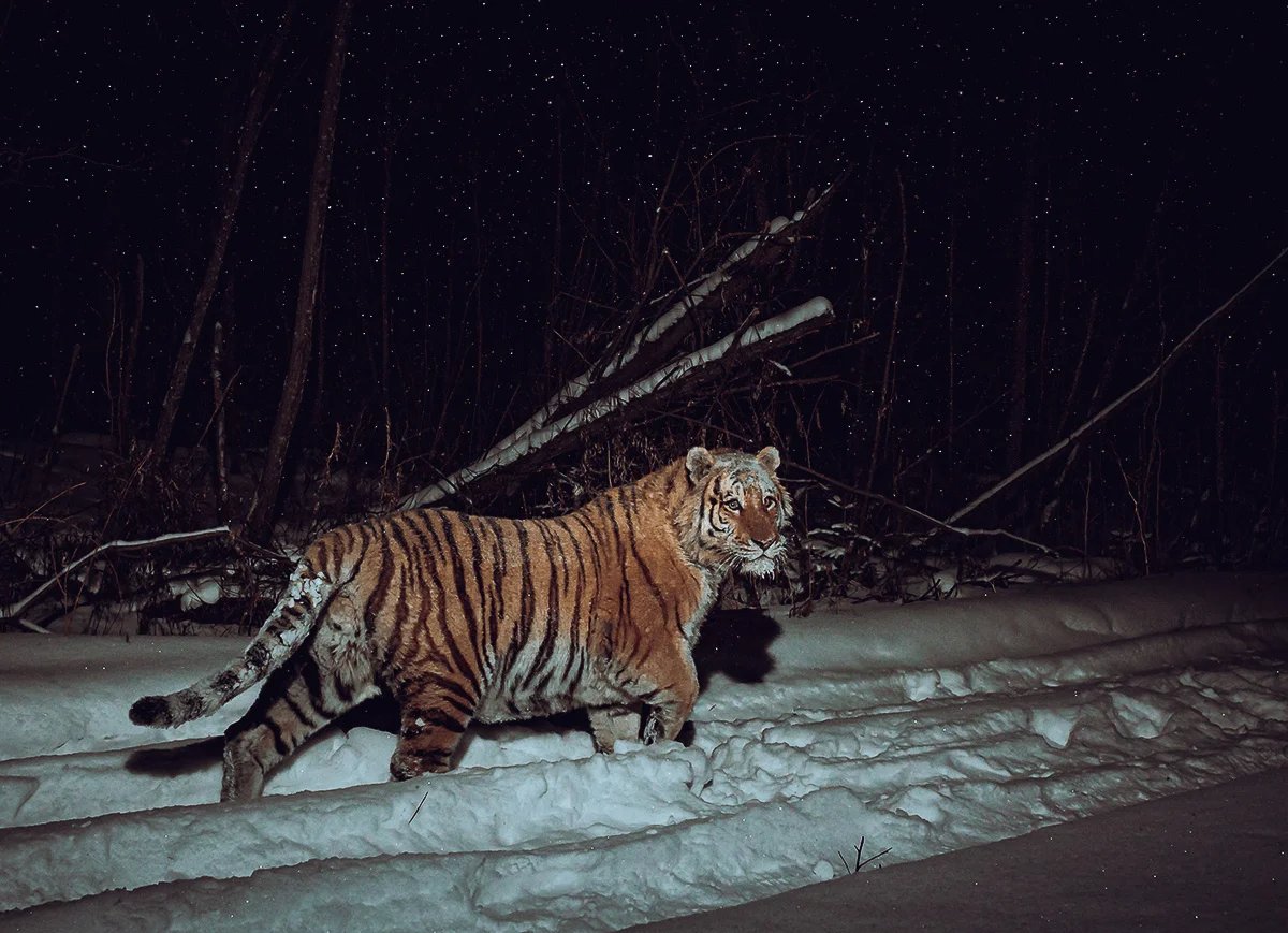 Tiger’s range is covered with a dense network of roads enabling hunters and lumberjacks to reach the most remote parts of the taiga. In the valley of the Durmin River, Khabarovsk region. January 2020. Photo by Sascha Fonseca