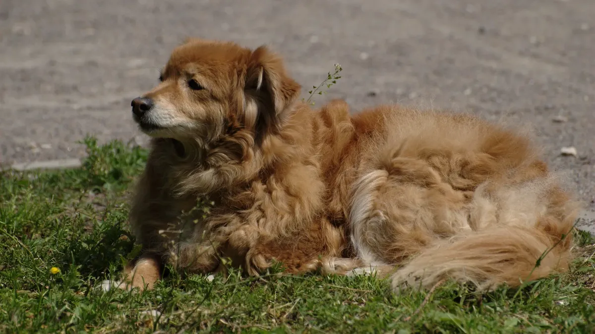 В Бурятии разрешили убивать бездомных собак, если их больше месяца не забирают из приюта