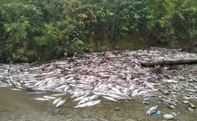 Pink salmon killed by poachers in Sakhalin’s Lazovaya River. Photo: Sakhalin Environment Watch
