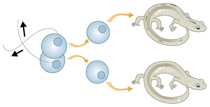 Зигота саламандры расщеплялась сложнее. Учёным пришлось «помочь» ей при помощи волоска. Иллюстрация:  Teach.Genetics