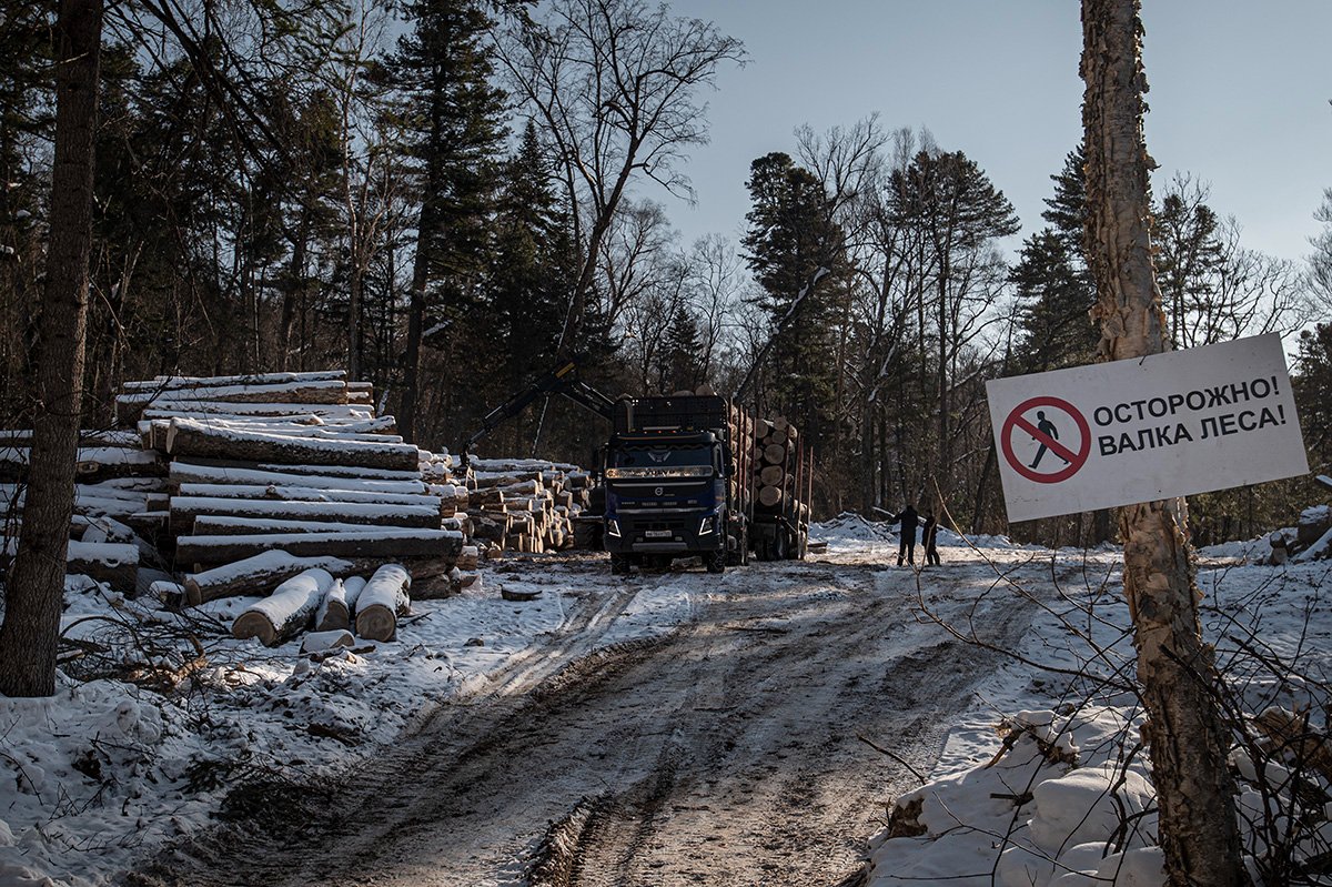 Заготовка древесины в заказнике Бирский (Хабаровский край) — одной из наиболее значимых для тигра территорий. Февраль 2022 года. Фото: Сергей Колчин