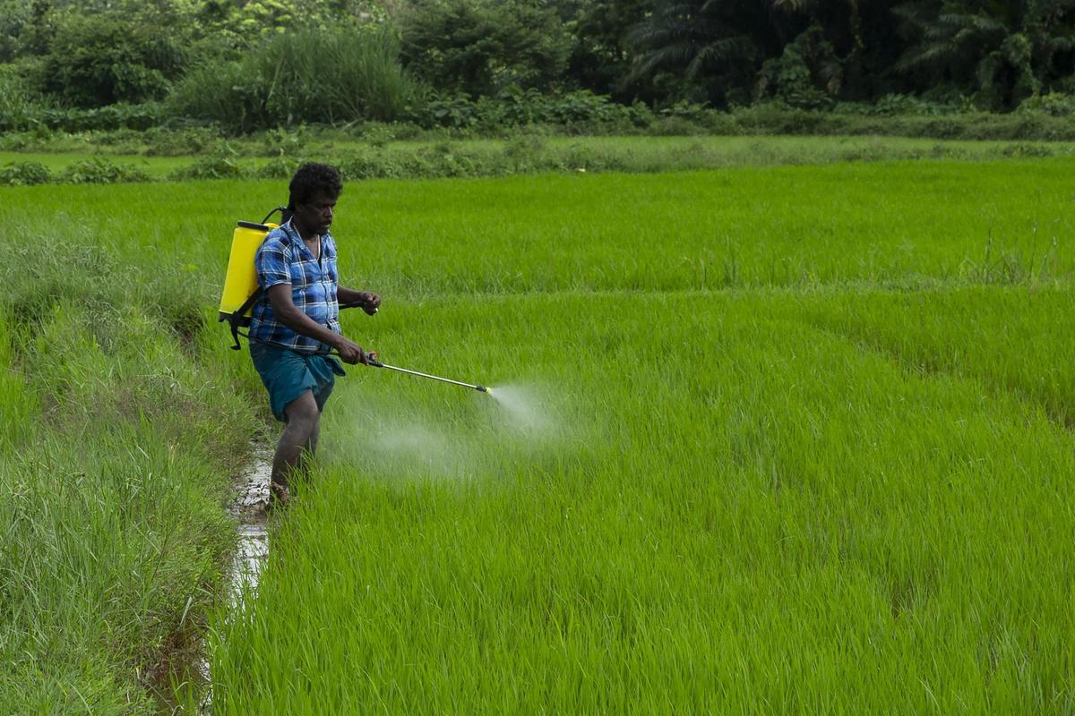 Фермер распыляет жидкое компостное удобрение на рисовом поле в Покунувите, Шри-Ланка. Фото: Buddhika Weerasinghe / Bloomberg / Getty Images
