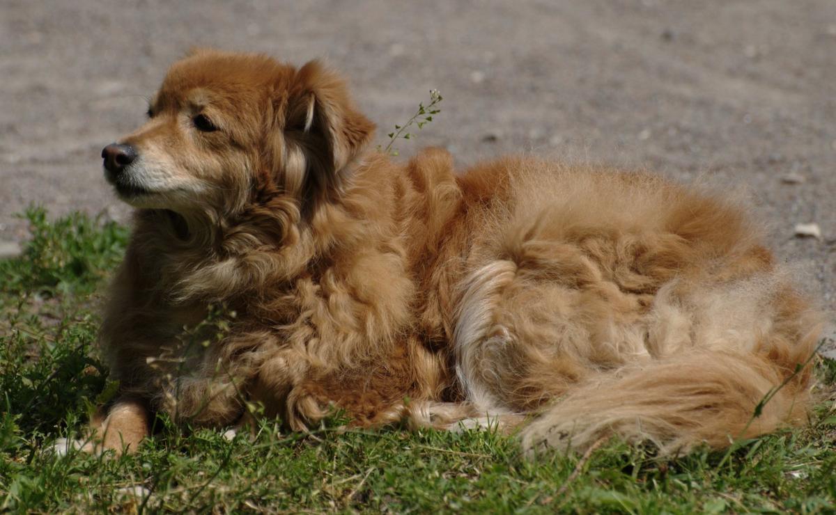 Бездомная собака. Фото: Andrey/Flickr (CC BY-SA 2.0 DEED)