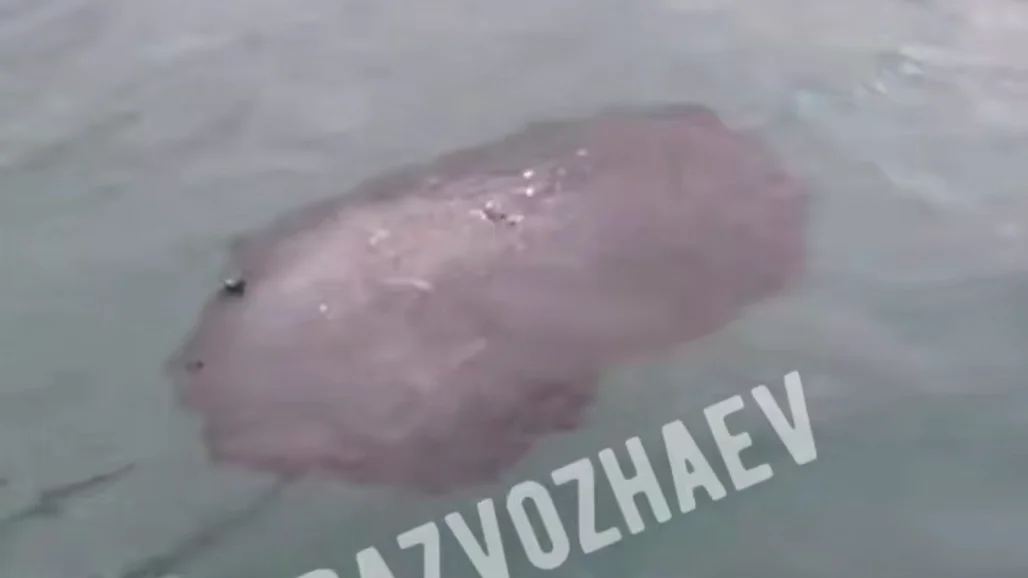 Разлившийся в Черном море мазут добрался до берегов аннексированного Крыма