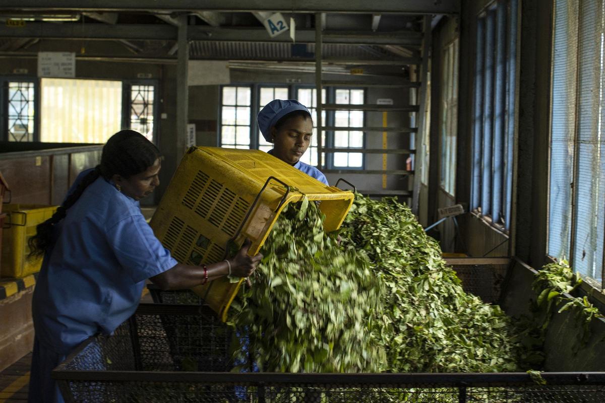 Работницы чайной плантации Шри-Ланки. Фото: Buddhika Weerasinghe / Bloomberg / Getty Images