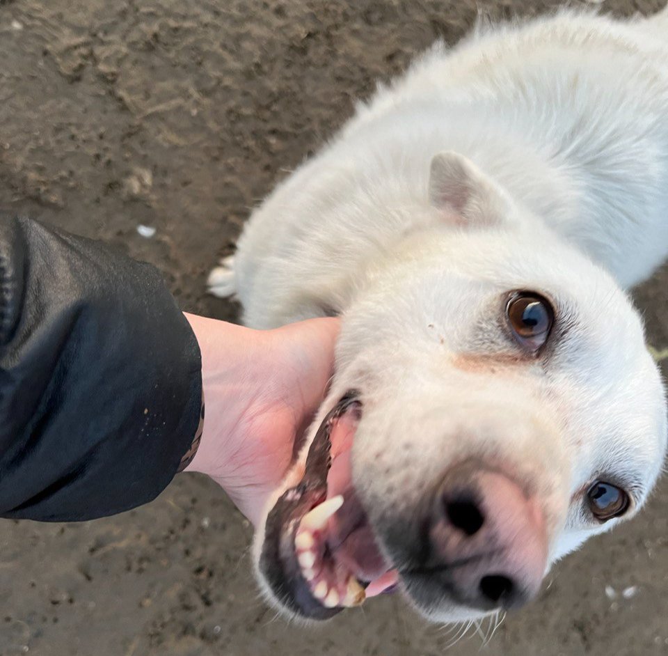 Белый, пес Шамана Габышева. Фото: Виктория Постникова