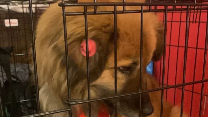 В бурятском приюте для животных убили 18 собак
